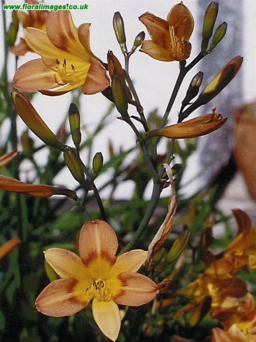 Hemerocallis