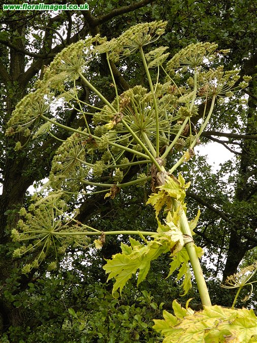 Heracleum mantegazzianum