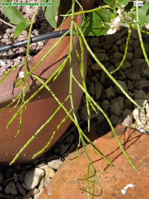 Hesperis matronalis