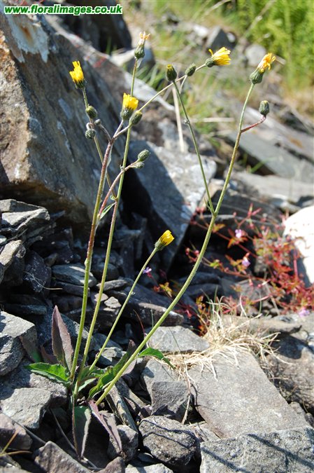 Hieracium angustatiforme