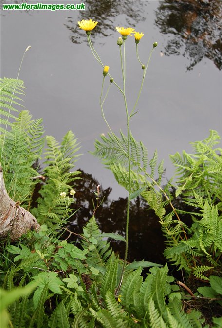 Hieracium apheles