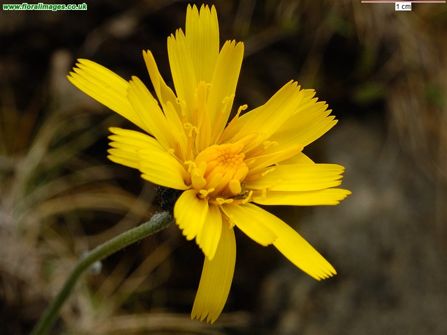 Hieracium cillense