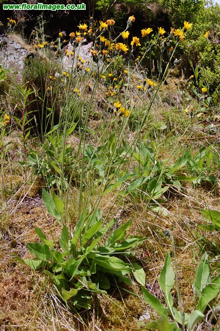 Hieracium clivicola