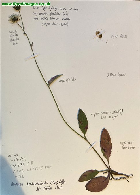 Hieracium daedalolepioides