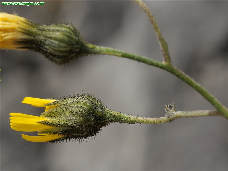Hieracium sect. Oreadea