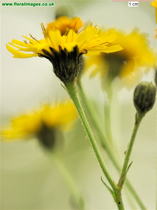Hieracium sect. Sabauda