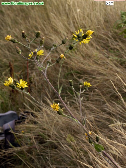 Hieracium sect. Sabauda