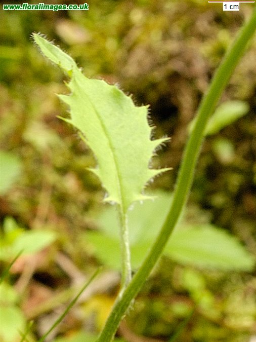 Hieracium sect. Stelligera