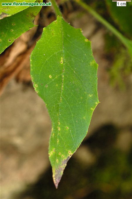 Hieracium sect. Vulgata