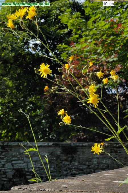 Hieracium sect. Vulgata