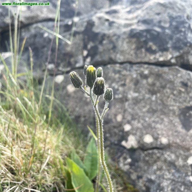 Hieracium sp.
