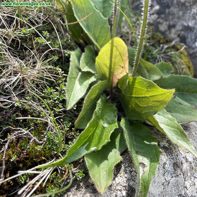 Hieracium sp.