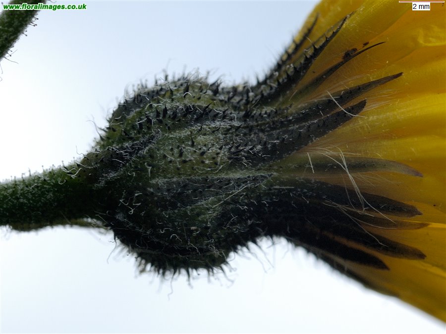 Hieracium subbritannicum