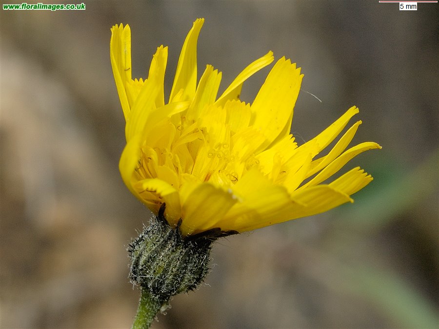 Hieracium subbritannicum