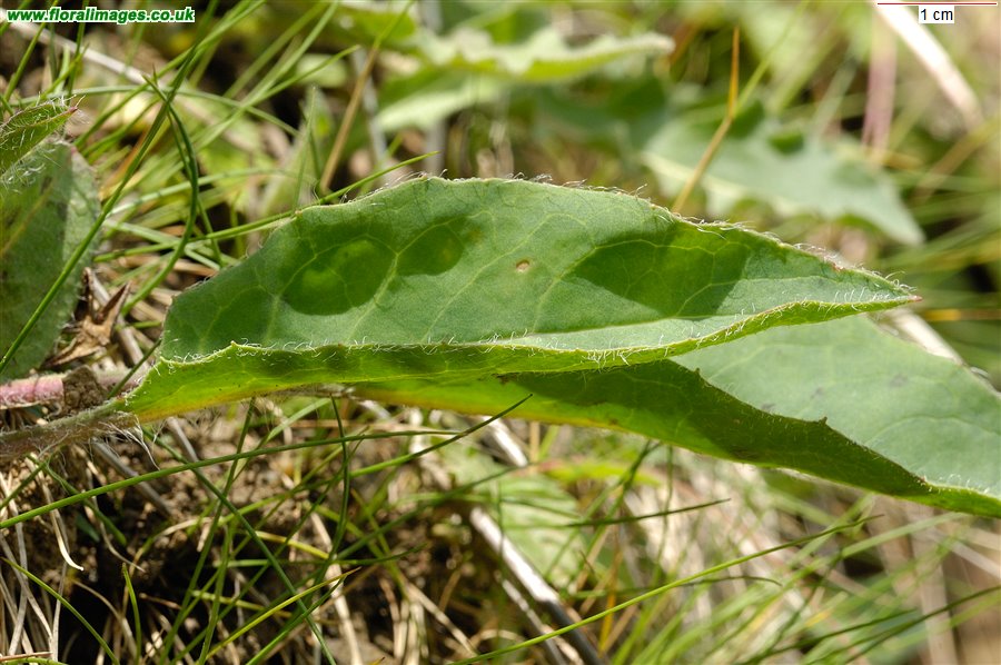 Hieracium subbritannicum