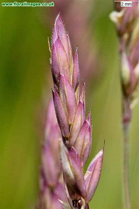 Holcus lanatus