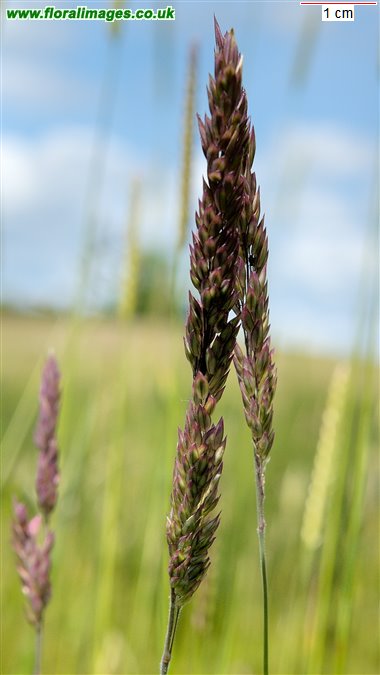 Holcus lanatus