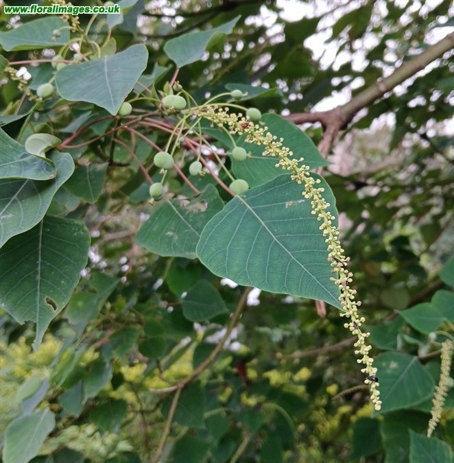 Homalanthus populifolius
