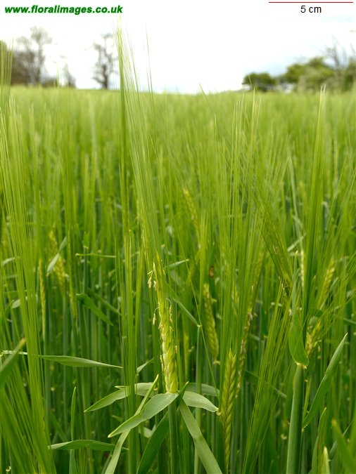 Hordeum distichon