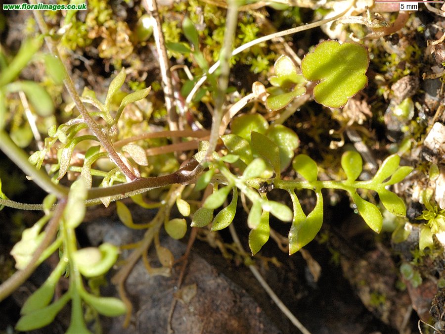 Hornungia petraea