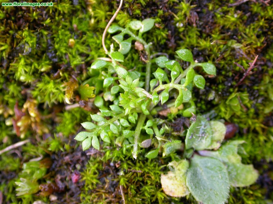 Hornungia petraea