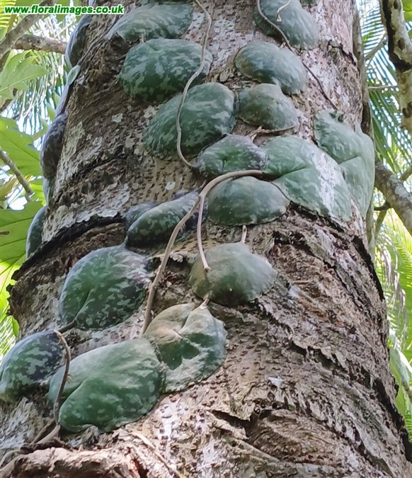 Hoya imbricata