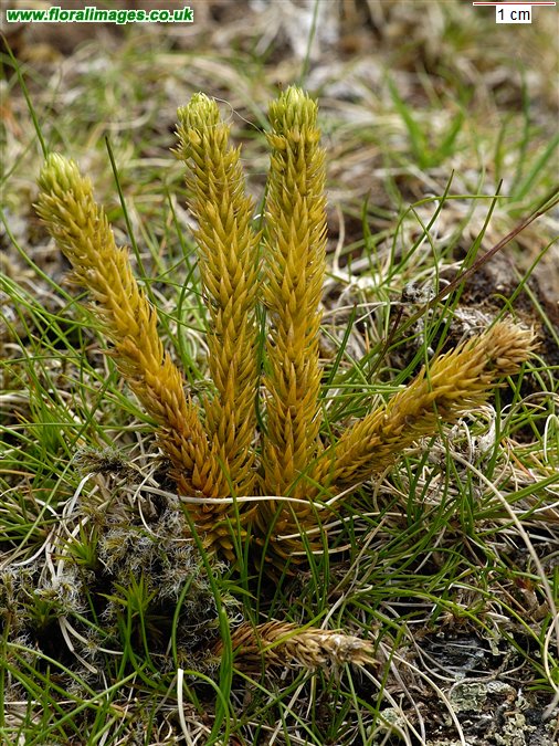 Huperzia selago