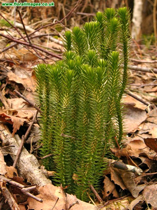 Huperzia selago