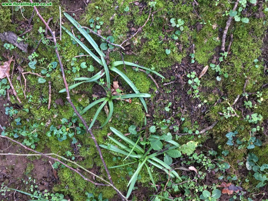 Hyacinthoides non-scripta