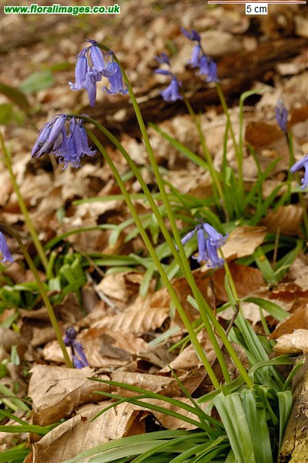 Hyacinthoides non-scripta