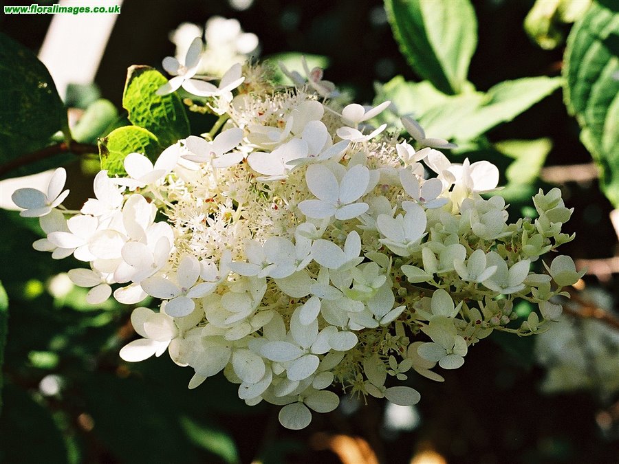 Hydrangea paniculata
