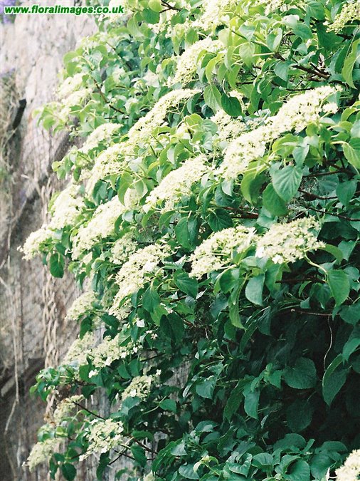 Hydrangea petiolaris