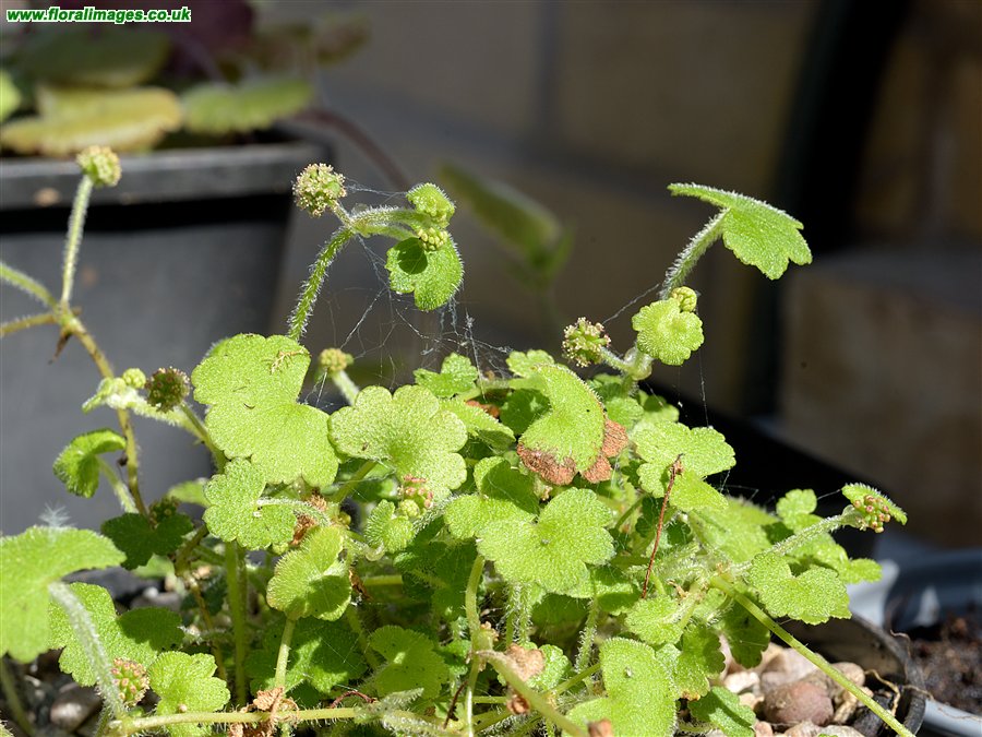 Hydrocotyle hirta
