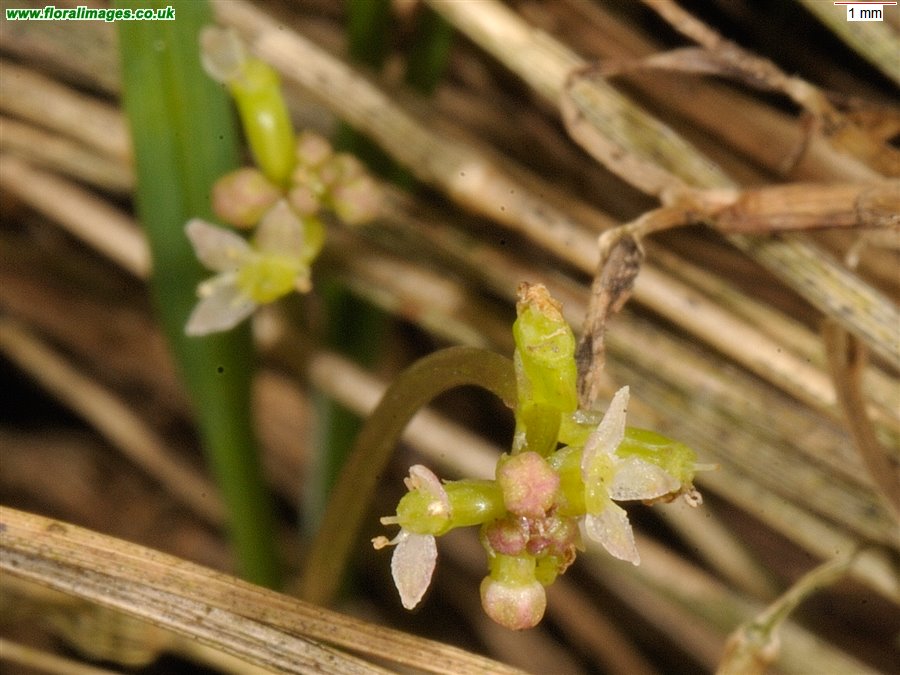 Hydrocotyle vulgaris