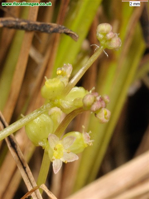 Hydrocotyle vulgaris