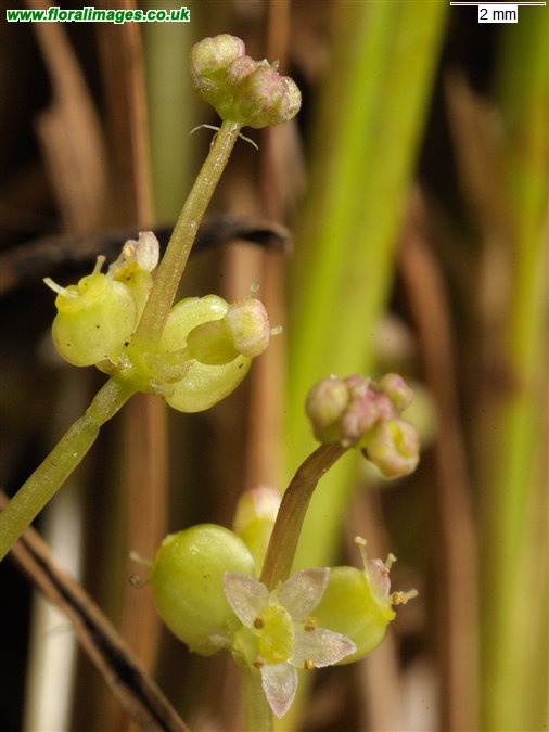 Hydrocotyle vulgaris