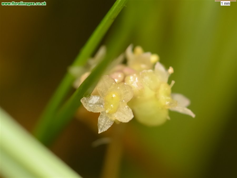 Hydrocotyle vulgaris