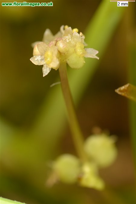 Hydrocotyle vulgaris