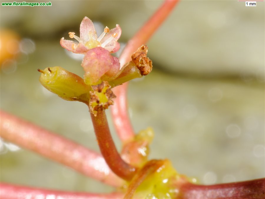 Hydrocotyle vulgaris