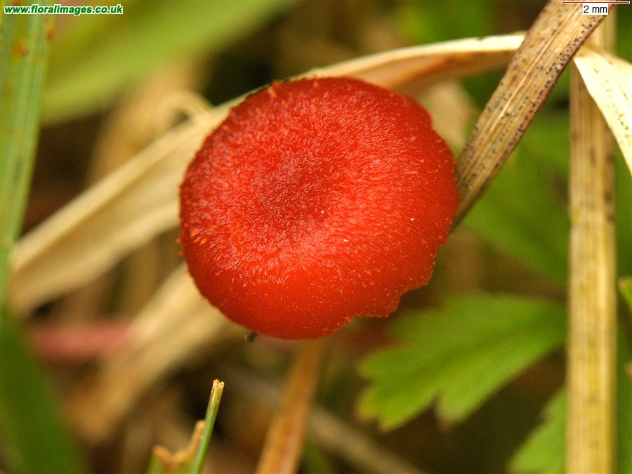 Hygrocybe helobia