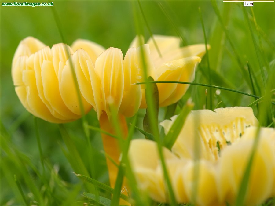 Hygrocybe sp.