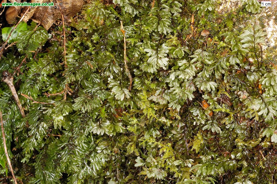 Hymenophyllum spp.