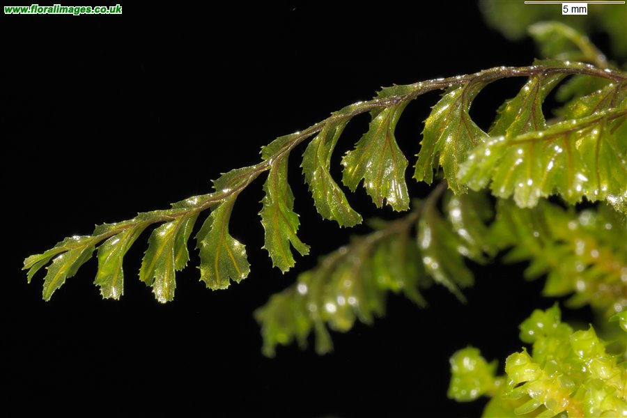 Hymenophyllum wilsonii