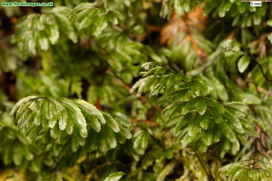 Hymenophyllum wilsonii