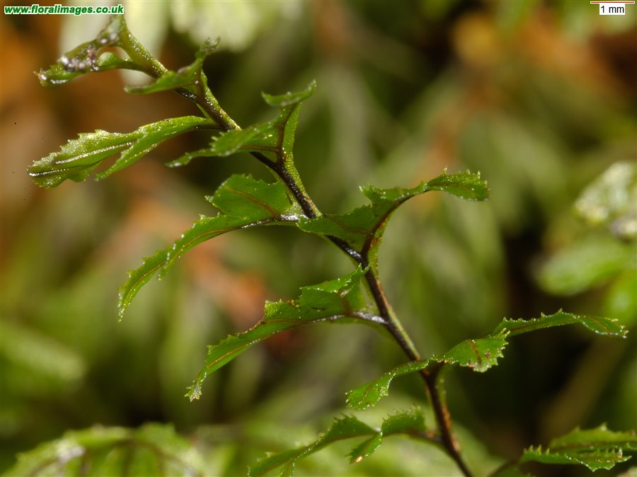 Hymenophyllum wilsonii