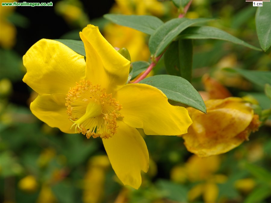 Hypericum