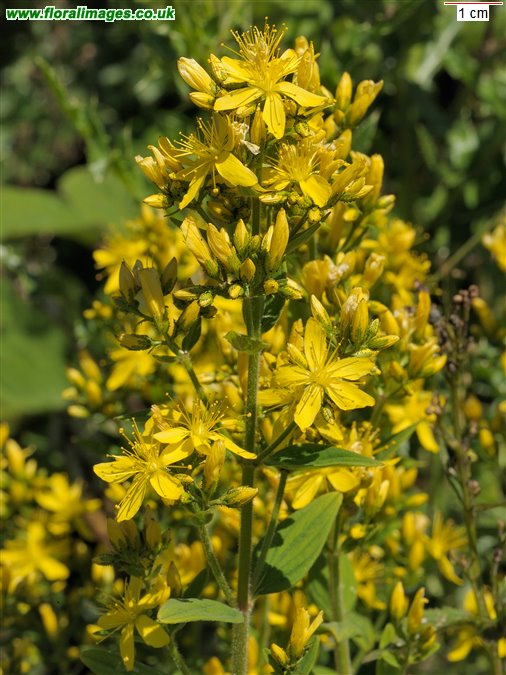Hypericum hirsutum