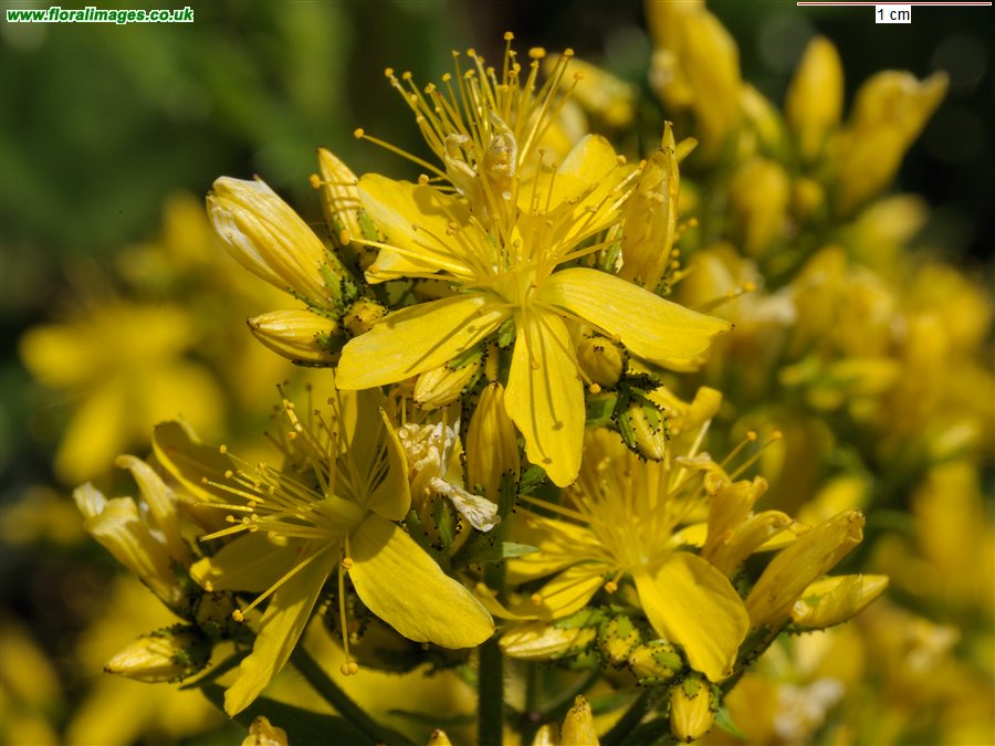 Hypericum hirsutum