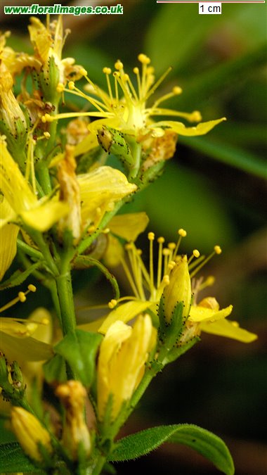 Hypericum hirsutum