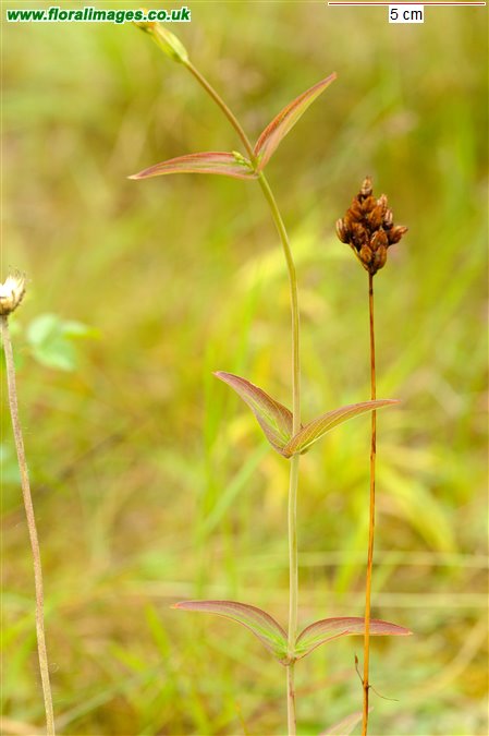 Hypericum montanum